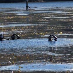 Openwater Habitat Marine Schools