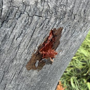 La Costa Tree Service & Maintenance - damage from climbing spikes. - Landscaping Near Me La Costa Tree Service & Maintenance - damage from climbing spikes. - Landscaping Near Me