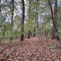 Rouge Park - Needed some communion with nature on 11-6-24