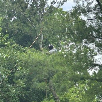 Cajete Tree Service - Taking off the top of the tree carefully with items that could be damaged without being carefull. - Tree Services Near Me Cajete Tree Service - Taking off the top of the tree carefully with items that could be damaged without being carefull. - Tree Services Near Me