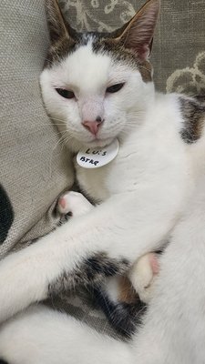 Catnip Cat Cafe by null