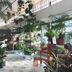 Solabee Flowers & Botanicals - Come check out our collection of rare, unusual plants and start your home jungle today