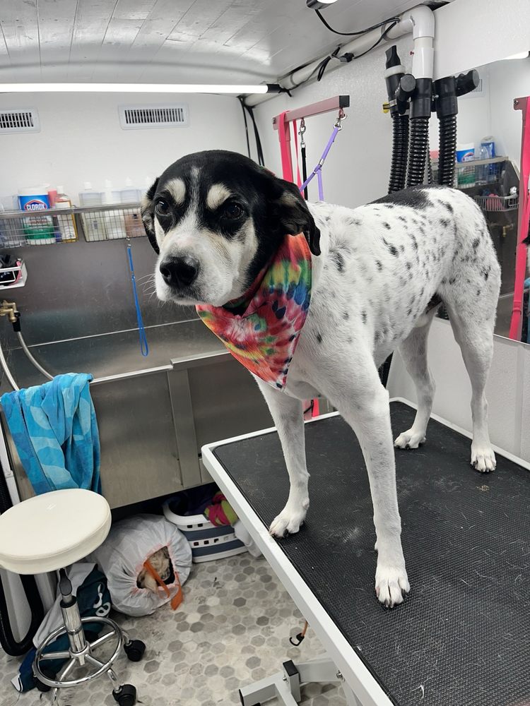 Best Dog Grooming Near Me - March 2026: Find Nearby Dog Grooming ... - Yelp