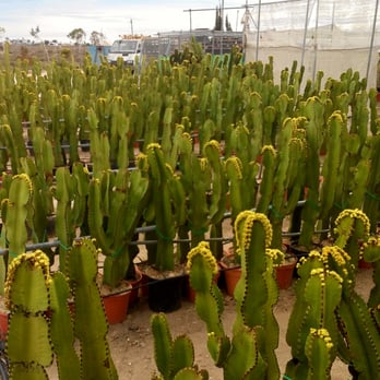 Garden Center Valentin  - Blooming cactuses. Valentín Garden Center - Home & Garden Near Me - Los Montesinos, A
