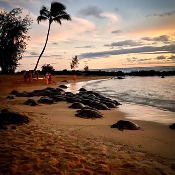 Poipu Beach - Beaches Near Me - Koloa, Hawaii Poipu Beach - Beaches Near Me - Koloa, Hawaii