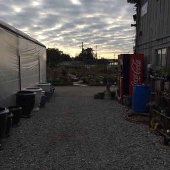 Banting's Nursery - Nurseries & Gardening Near Me - Bridge City, Louisiana Banting's Nursery - Nurseries & Gardening Near Me - Bridge City, Louisiana