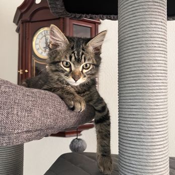 M&N Pet Services - This is Rocky, a 4 mo old cat who we groom, refill food and water, and clean out the litter box for. - Dog Walkers Near Me M&N Pet Services - This is Rocky, a 4 mo old cat who we groom, refill food and water, and clean out the litter box for. - Dog Walkers Near Me