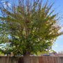 Elite Tree Services And Landscaping