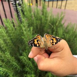 Yachaywasi - we raised our butterflies as part as our science class. students got to see all processes of the metamorphosis first hand