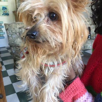 Corrine's Pet Grooming - Before - Pet Sitting Near Me - Sonora, California