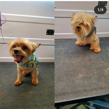 The BarkMobile - Gambit's before and after - Pet Groomers Near Me - Holly Springs, North Carolina The BarkMobile - Gambit's before and after - Pet Groomers Near Me - Holly Springs, North Carolina