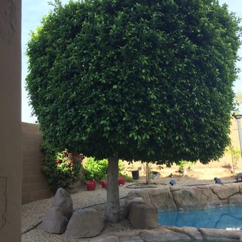 Arbor Care Tree Service - Tree Services Near Me Arbor Care Tree Service - Tree Services Near Me