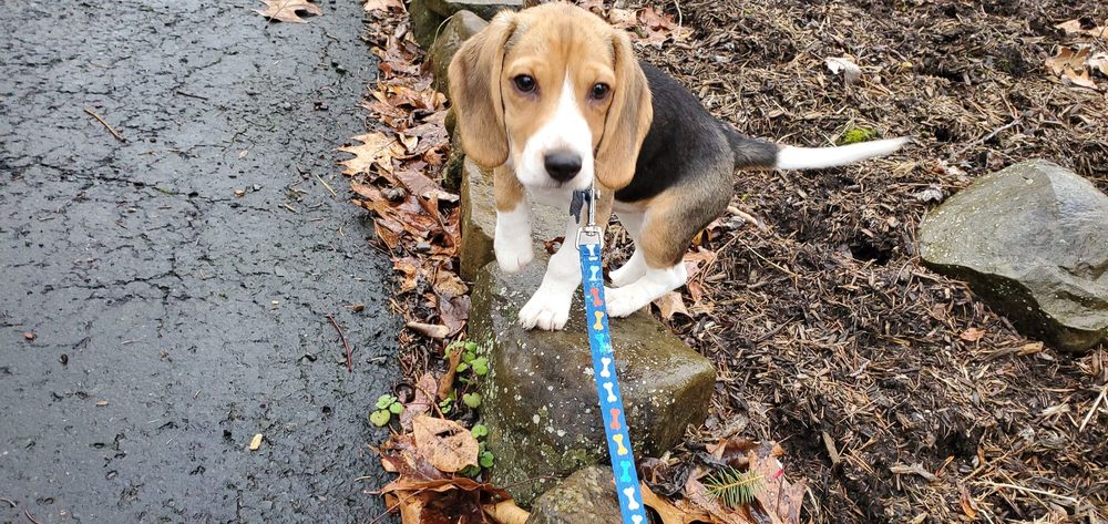 Mare's Care - pet boarding facility in Quakertown, PA