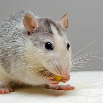 Profext Pest Control - Pest Control Near Me - Essex, Connecticut