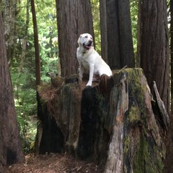 Otis R Johnson Park - Charlie having a great time