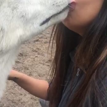 Wolf Creek Habitat - Kisses! - Zoos Near Me - Brookville, Indiana Wolf Creek Habitat - Kisses! - Zoos Near Me - Brookville, Indiana