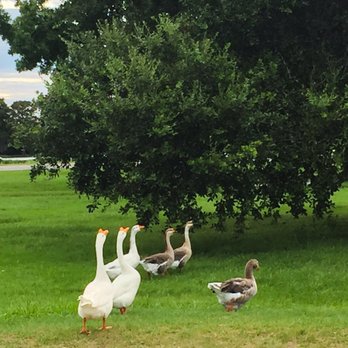 City Park Lake - Local Flavor Near Me - Baton Rouge, Louisiana