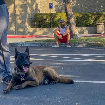 Primal Canine - #rescuemal #chinemeattraderescue #reactivity #training #patience - Pet Training Near Me - Gilroy, California