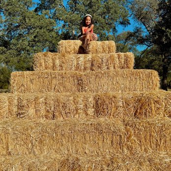Fowler Ranch - Pumpkin Patches Near Me - Lincoln, California