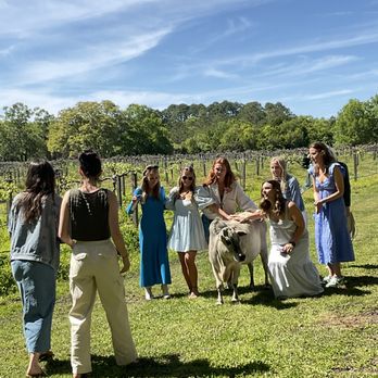 Holy City Transportation - Emma our bride-to-be showing Ida Clair some love. She's a sweet miniature
Brama cow. - Wine Tours Near Me Holy City Transportation - Emma our bride-to-be showing Ida Clair some love. She's a sweet miniature
Brama cow. - Wine Tours Near Me
