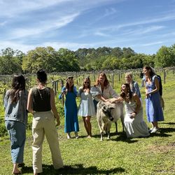 Holy City Transportation - Emma our bride-to-be showing Ida Clair some love. She's a sweet miniature
Brama cow.