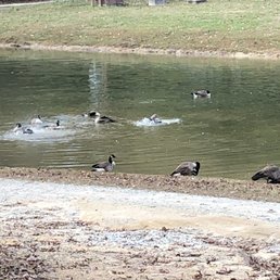The ducks! The ducks!
