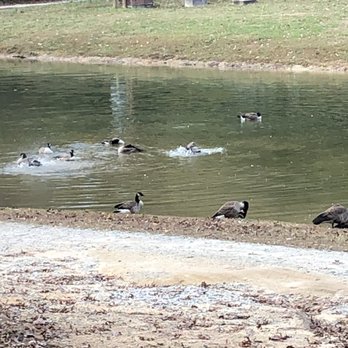 Thousand Trails Forest Lake - The ducks! - RV Parks Near Me - Advance, North Carolina Thousand Trails Forest Lake - The ducks! - RV Parks Near Me - Advance, North Carolina
