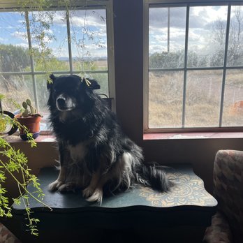 Jo’s Consignment - Antiques & Uniques - You can't see much of my game table but it is perfect under my living room window and Lilly sits here everyday. - Antiques Near Me - Bisbee, Arizona Jo’s Consignment - Antiques & Uniques - You can't see much of my game table but it is perfect under my living room window and Lilly sits here everyday. - Antiques Near Me - Bisbee, Arizona