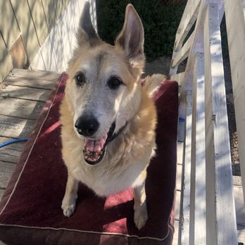 Cultured Hounds - Pet Training Near Me