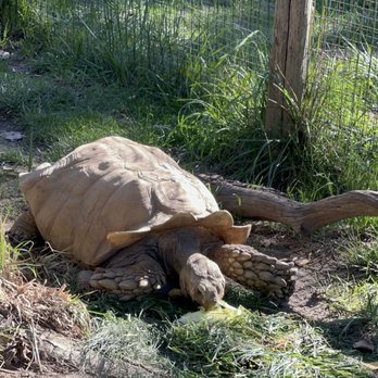 Safari West - Zoos Near Me - Santa Rosa, California
