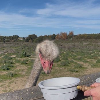 Ostrichland USA - Attraction Farms Near Me - Solvang, California Ostrichland USA - Attraction Farms Near Me - Solvang, California