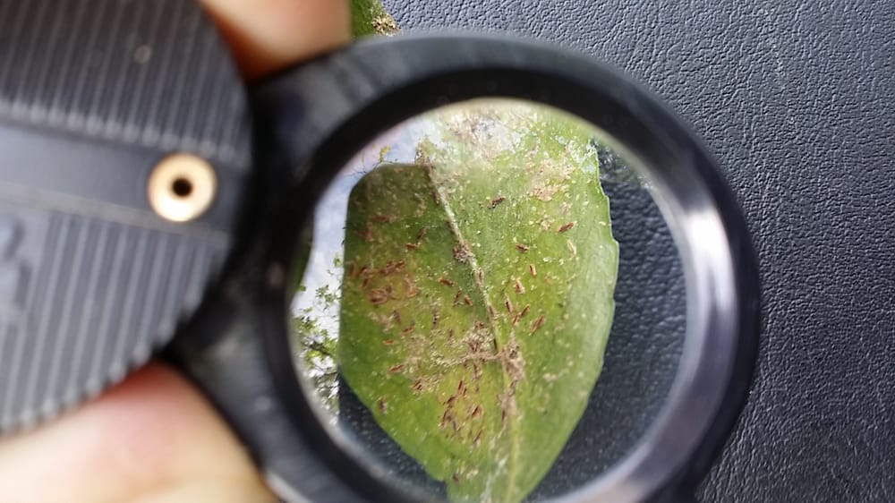 Specimen Tree - tree service in Atlanta, GA