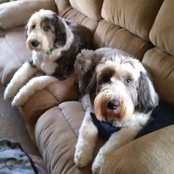 Blue Paw Pet Sitting