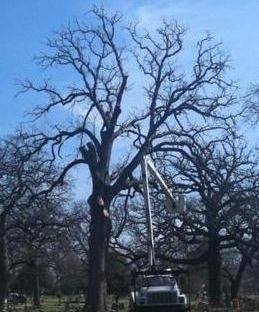 Slide of Lone Star Tree & Roofing Services