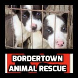 Bordertown Animal Rescue - Animals for Adoption, No fee, Donation only. Support their efforts.