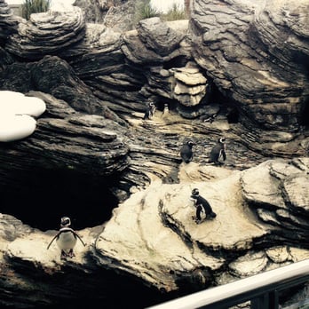 Oceanário de Lisboa - Penguins - Aquariums Near Me - Lisbon, 11 Oceanário de Lisboa - Penguins - Aquariums Near Me - Lisbon, 11