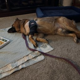Puzzle to keep him busy but quiet and down. It worked plus chew toys. Puzzle to keep him busy but quiet and down. It worked plus chew toys.