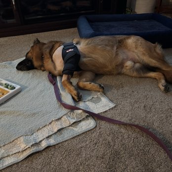 Veterinary Surgical Specialists - Puzzle to keep him busy but quiet and down. It worked plus chew toys. - Veterinarians Near Me - Tustin, California Veterinary Surgical Specialists - Puzzle to keep him busy but quiet and down. It worked plus chew toys. - Veterinarians Near Me - Tustin, California