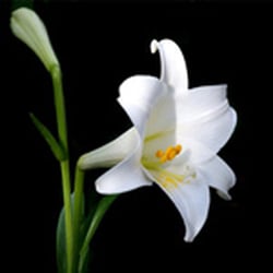 Fleurs de Passy