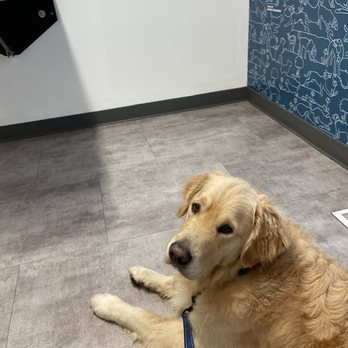 Thrive Pet Healthcare - Elmhurst - Dog in waiting room - Veterinarians Near Me - Elmhurst, Illinois Thrive Pet Healthcare - Elmhurst - Dog in waiting room - Veterinarians Near Me - Elmhurst, Illinois
