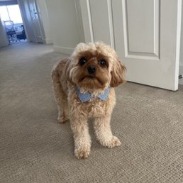 Dog Dog