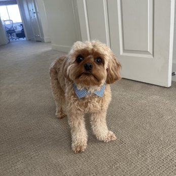 DogSpot - Dog - Pet Training Near Me - Oceanside, California DogSpot - Dog - Pet Training Near Me - Oceanside, California