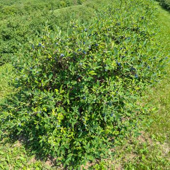 Farm LoLa - Honeyberry Plants - Pick Your Own Farms Near Me - Wrenshall, Minnesota