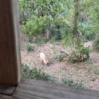 Tin Box - Cow visitor - Barbeque Near Me - Vieques, Puerto Rico