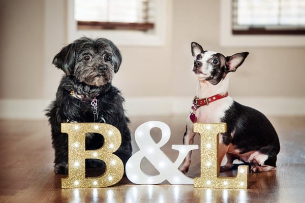 Bella & Lindy Pet Boutique by null
