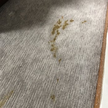 NVS Floor Care Professionals - Carpet Cleaning Near Me NVS Floor Care Professionals - Carpet Cleaning Near Me