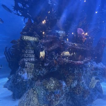 Rainforest Cafe - American Near Me - Sunrise, Florida Rainforest Cafe - American Near Me - Sunrise, Florida