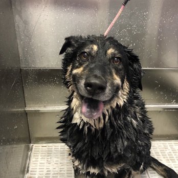 Furry Rascals Grooming - Mimi getting groomed! - Pet Groomers Near Me - Long Beach, California