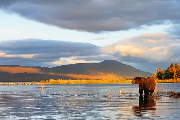 Expeditions Alaska by null