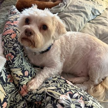 SHIH TZU AND FURBABY RESCUE - Updated July 2026 - 10 Photos & 53
